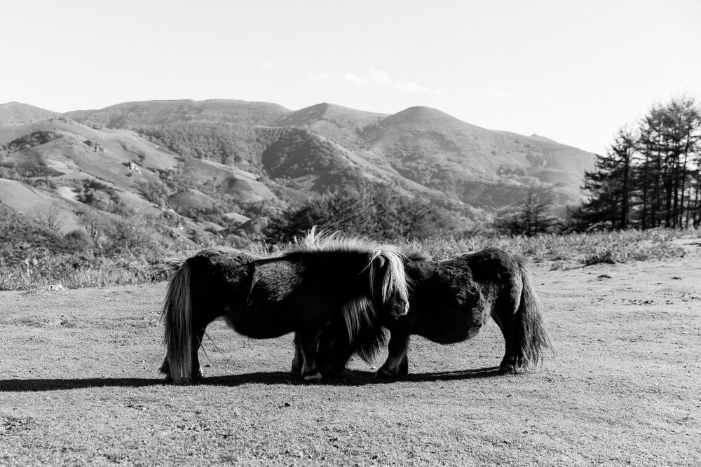 shootinginspirtionelopementaupaysbasque_-22.jpg